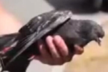 Птица запуталась лапкой в электропроводах позади дома №22 на улице Кулахметова.