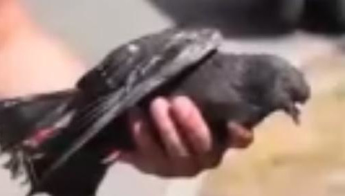 Птица запуталась лапкой в электропроводах позади дома №22 на улице Кулахметова.