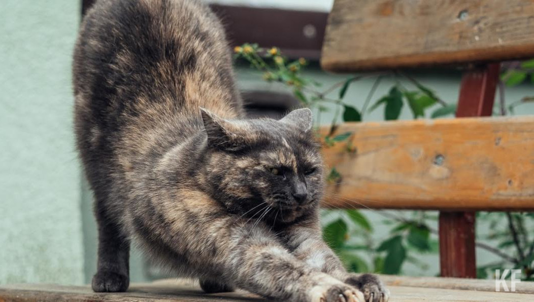 Россияне начали жаловаться на взрывной рост стоимости кормов и препаратов для животных