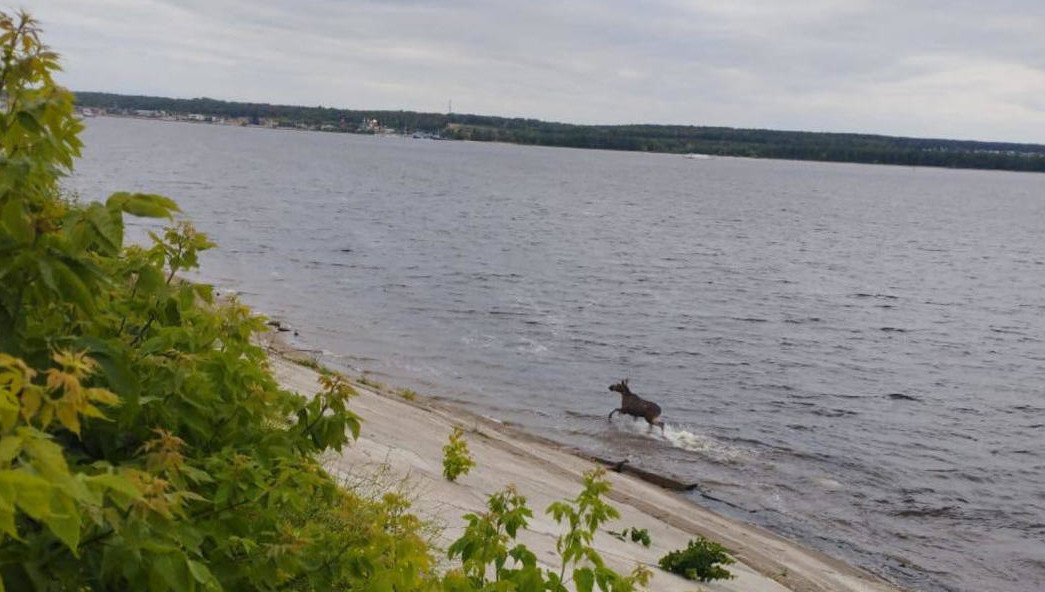 В это время самцы проявляют особую активность