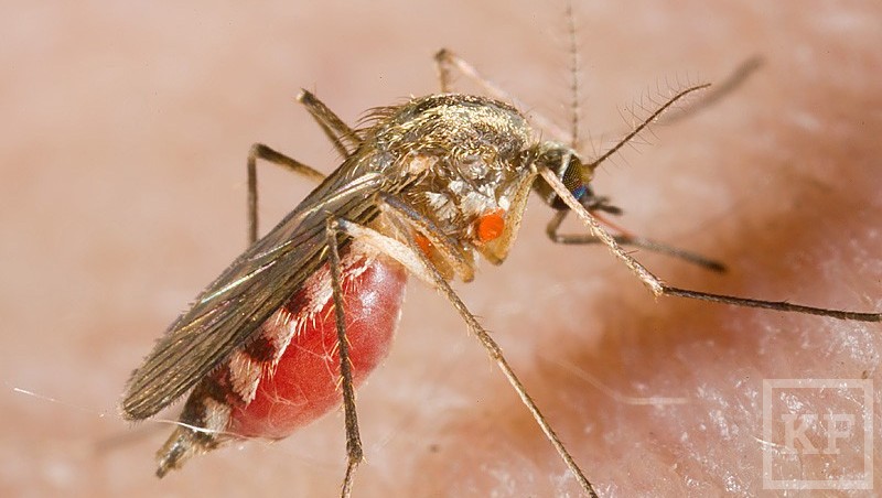 В Татарстане комары могут оказаться переносчиками лихорадки Западного Нила