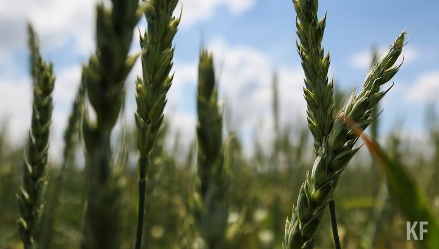 Их большая часть была куплена за рубежом и уже находится в России.