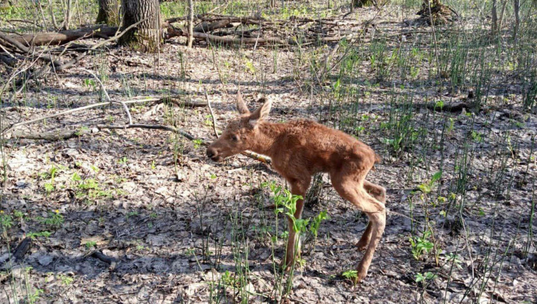 К животным нельзя подходить