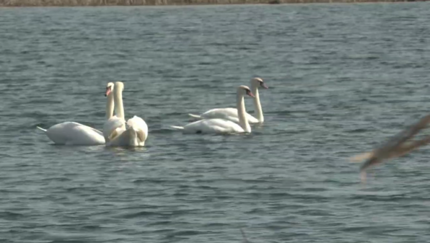 Птицы прилетели в республику