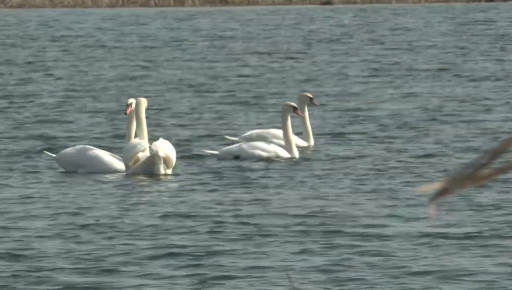 Птицы прилетели в республику
