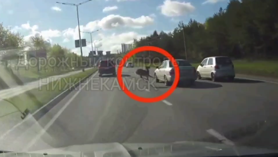 Животному удалось увернуться от несущихся по Соболековской дороге авто.