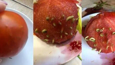 Из овоща вылезло множество ростков.