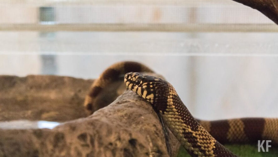 Денежное наказание грозит за убийство пресмыкающегося