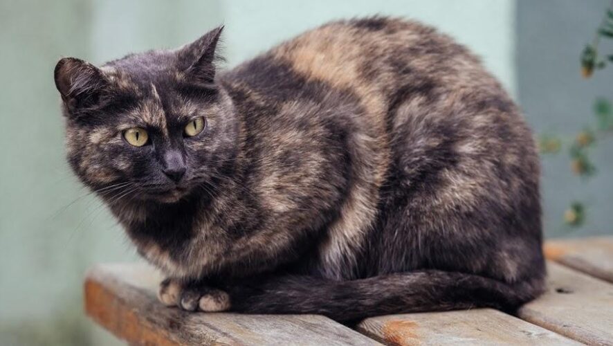 Сотрудница ветеринарной клиники из Перми разместила в Instagram селфи на фоне вскрытого трупа кота. Девушку временно отстранили от работы