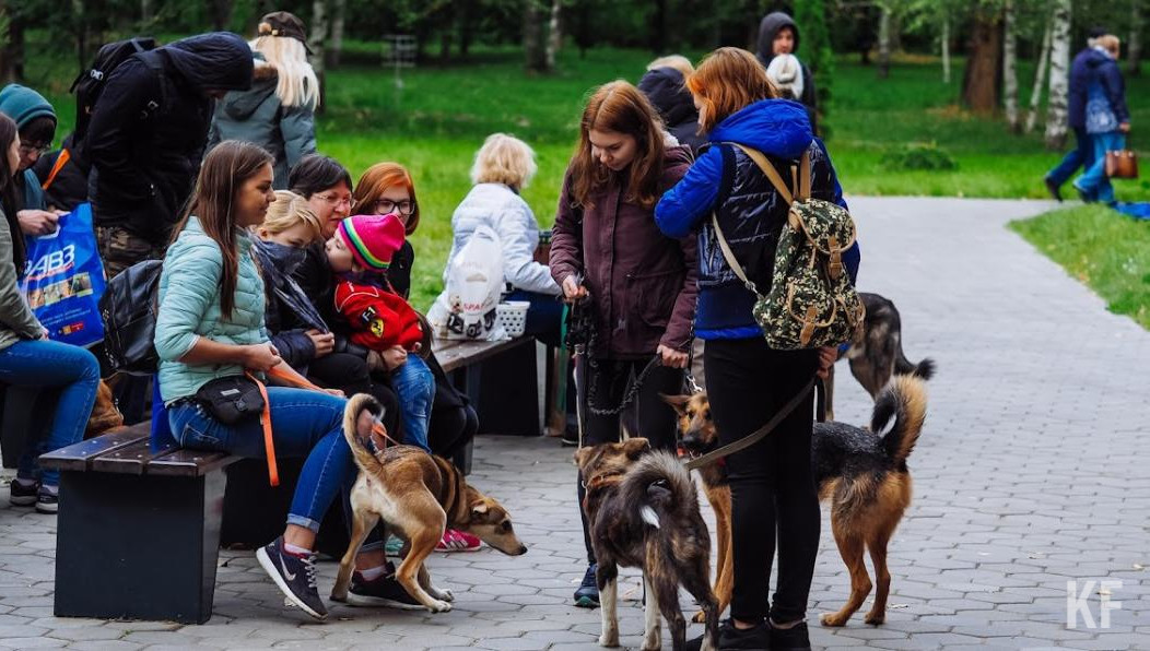 Сейчас владельцы животных не несут за это никакой ответственности.