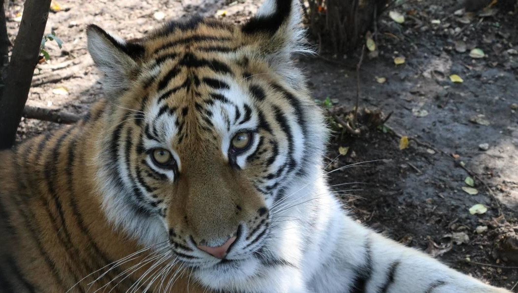 Мама поднесла малыша вплотную к клетке с хищными животными.