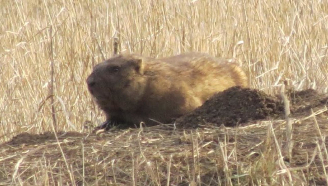 Зверьки провели в спячке 7 месяцев.