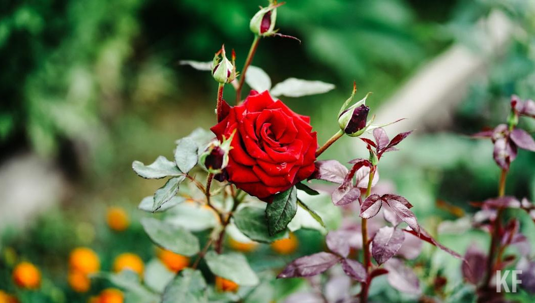 Многолетние цветы радовать жителей и гостей города они будут на протяжении нескольких сезонов.