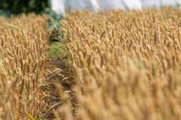 В республике уборка зерновых культур выполнена на 87%.