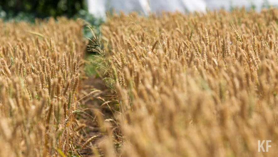 В республике уборка зерновых культур выполнена на 87%.