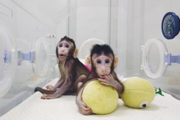 В Китае впервые клонировали обезьян методом переноса ядра соматической клетки. Так же в 1996 году была клонирована знаменитая овца Долли