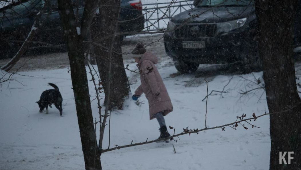 Эксперт порекомендовал круглогодично обрaбатывать собак от паразитов.