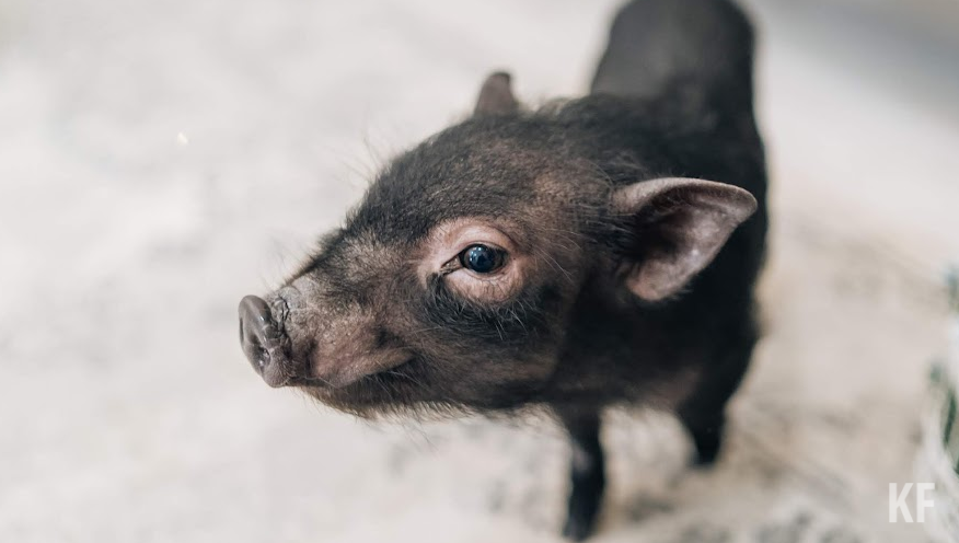 Чиновники объяснили