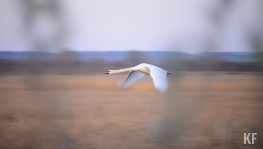 Остается угроза таких болезней