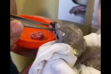 Администрация зоопарка называет это своей &laquo;радостью и победой&raquo;.