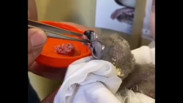 Администрация зоопарка называет это своей &laquo;радостью и победой&raquo;.