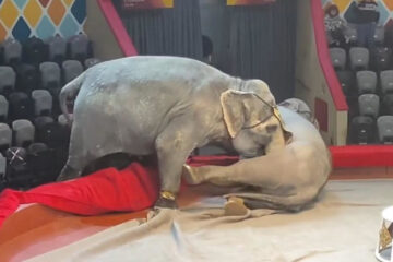 Теперь на заслуженный отдых по возрасту всех цирковых животных будут отправлять в сафари-парк «Тайган».