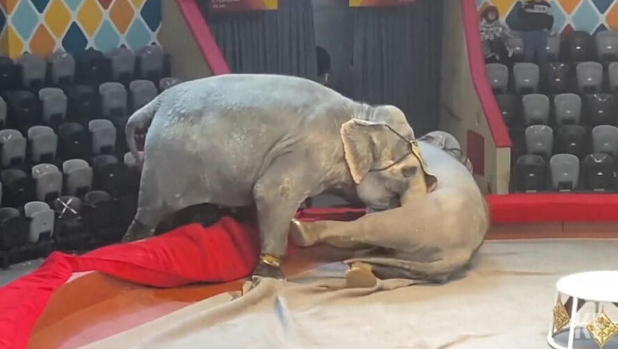 Теперь на заслуженный отдых по возрасту всех цирковых животных будут отправлять в сафари-парк «Тайган».