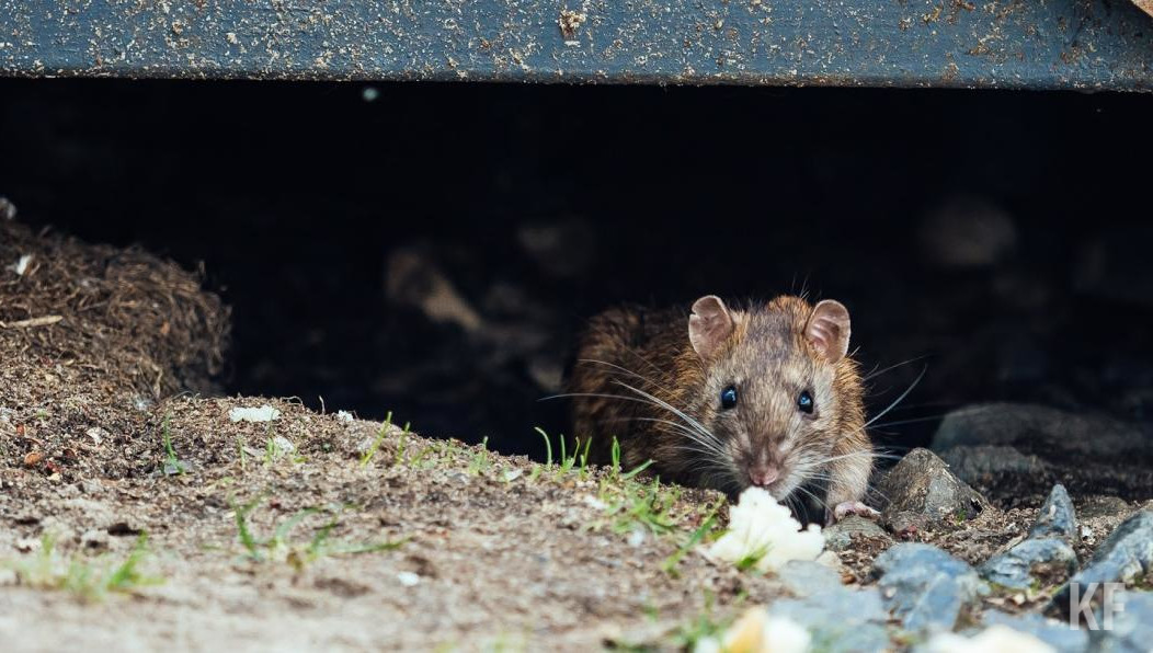Чаще всего вирус можно подхватить на даче во время уборки.