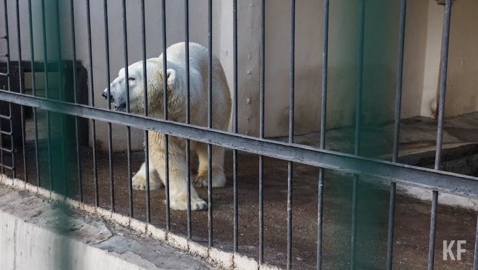 Специалисты советуют никогда не приближаться к животному