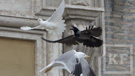 Голодная чайка и ворон атаковали голубей мира