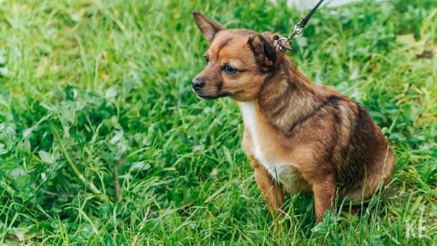Пункт будет работать с 10:00 до 14:00 по адресу переулок Осиновский