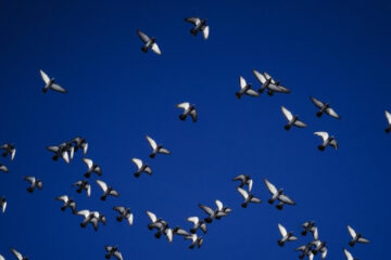 Водоплавающие птицы вернутся в республику в апреле.