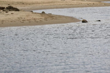 Планируется выровнять линию берега