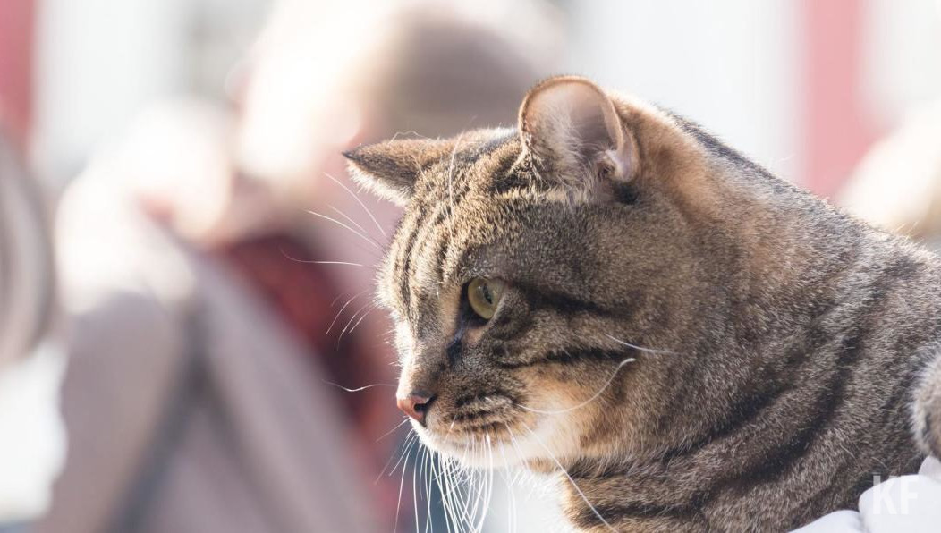 Обсудили с ветеринаром нехватку вакцин