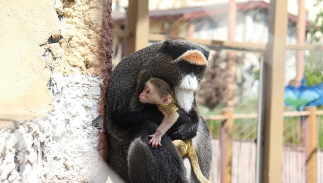 Назвали животное в честь русского богатыря.