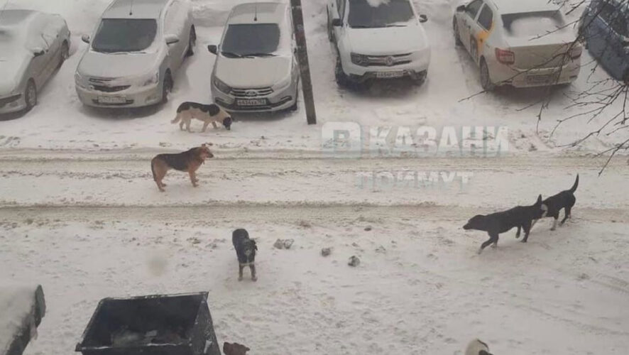 Жительница столицы Татарстана поделилась фото