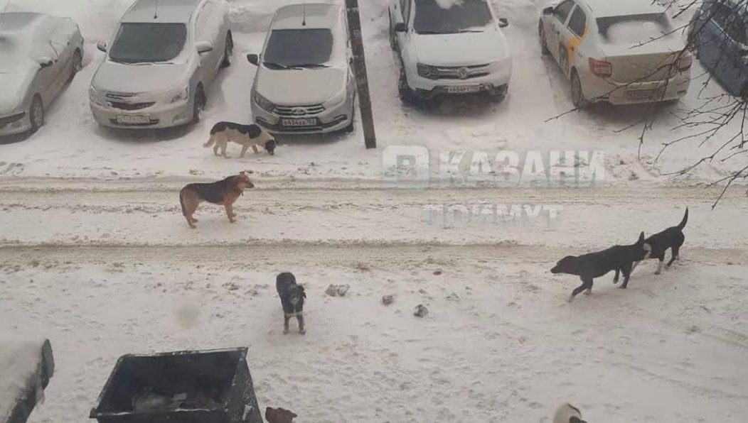 Жительница столицы Татарстана поделилась фото