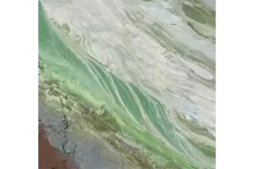 Это не первый случай в водоемах автогорода.