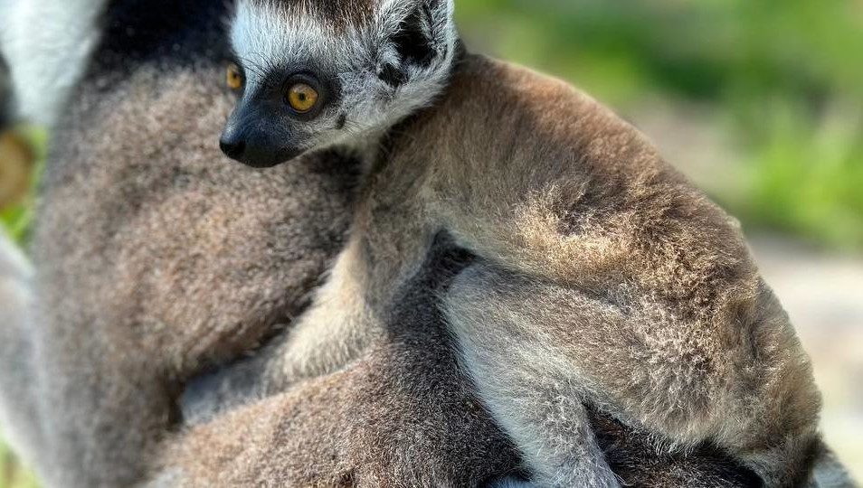 Потомство появилось на свет 11 апреля.