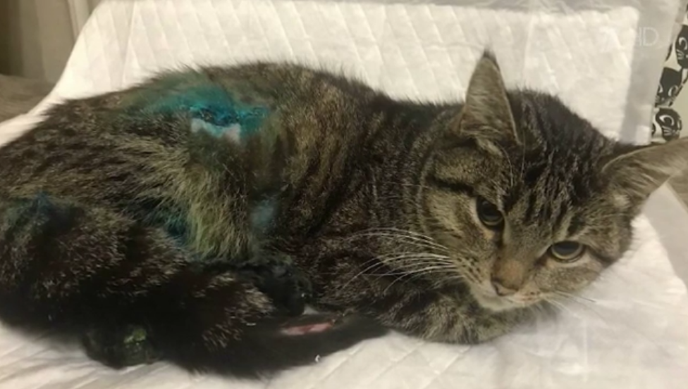 Колеса машины расплющили лапы Милы и она оказалась обездвижена.