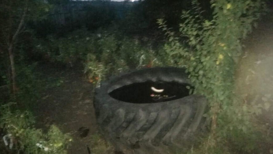 Взрослые в этот момент находились в доме.