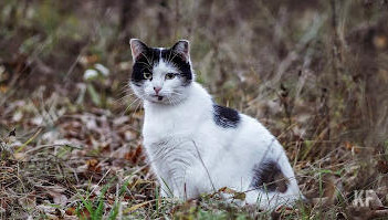 Почти всем животным требуется ветеринарная помощь.