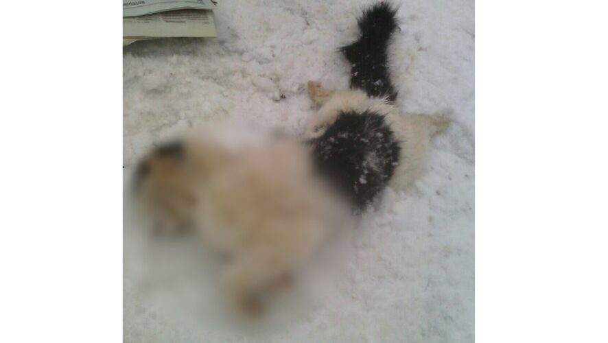 отскребавшую на улице лопатой вмерзшую в лед мертвую кошку
