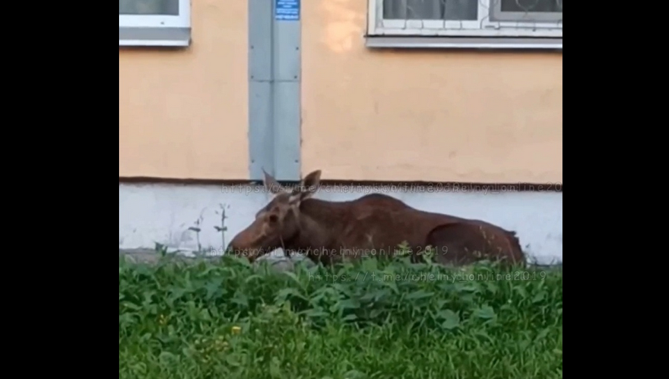 Сохатого заметили в поселках Сидоровка и ГЭС.