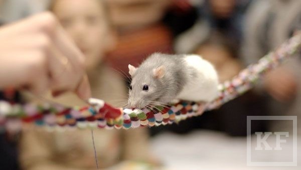 Клуб любителей декоративных крыс «МОСК» проведут выставку крыс «яRATам!» в Казани