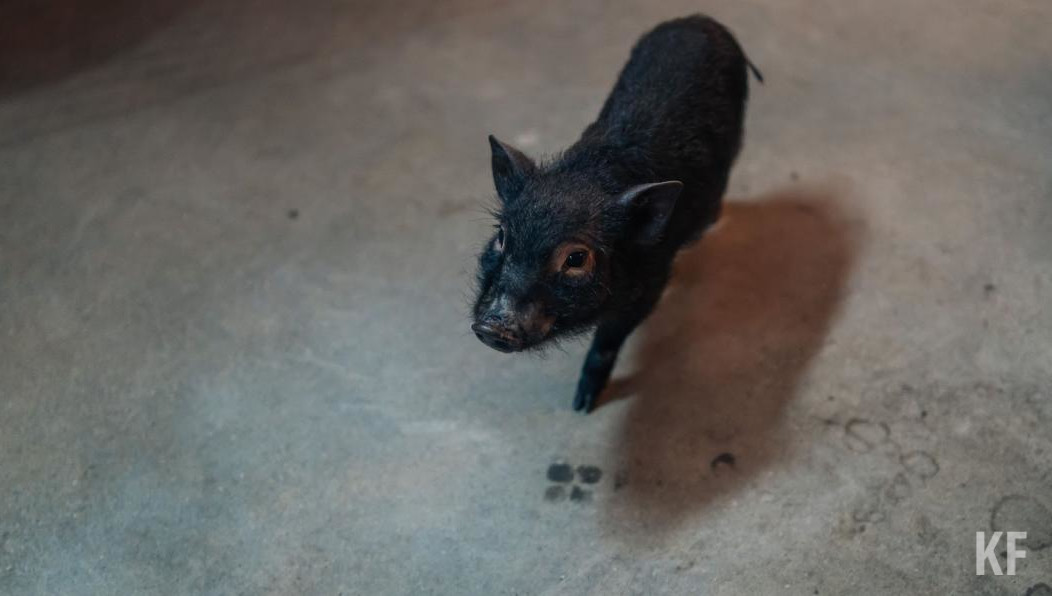 Зоозащитники считают