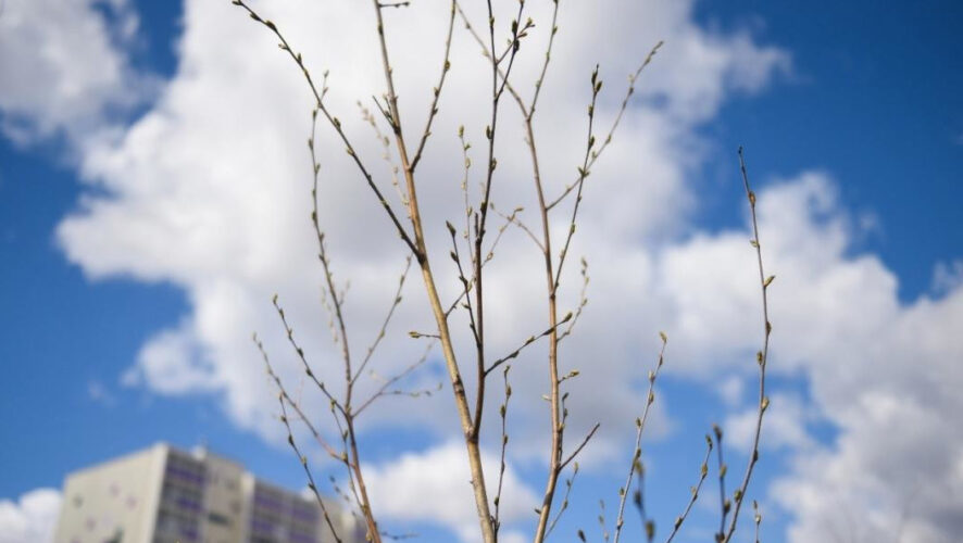 В городе зарождается новая традиция.