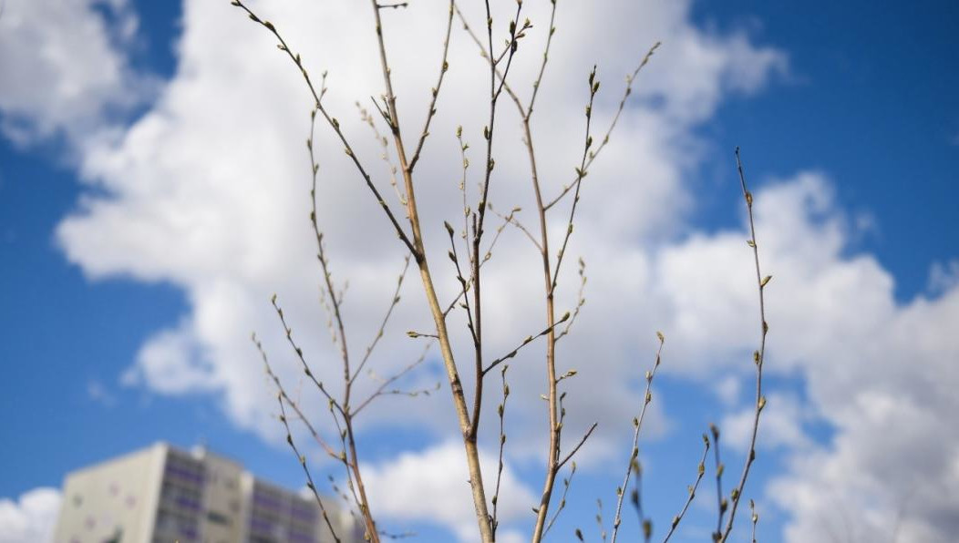 В городе зарождается новая традиция.