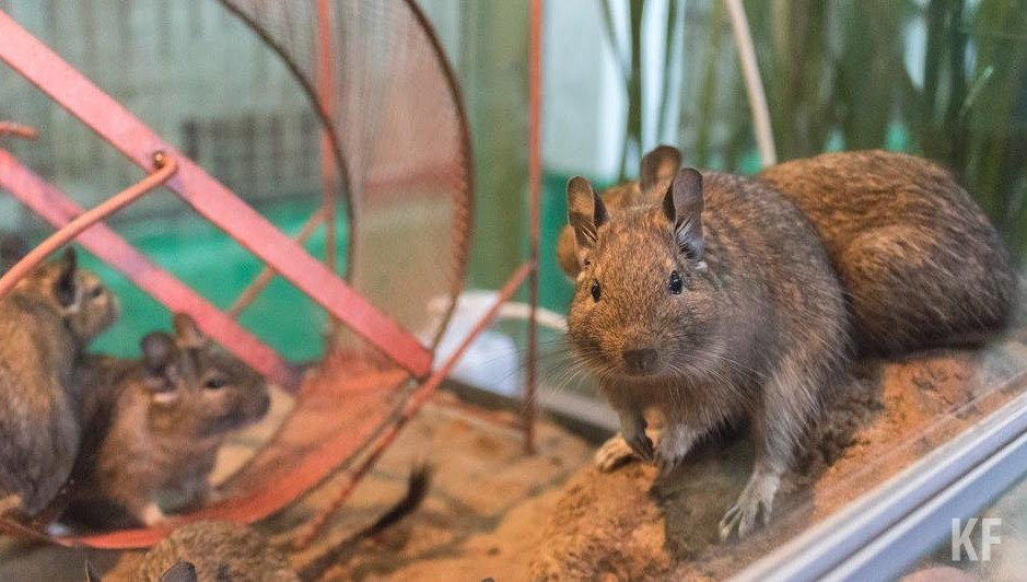 Максимальная численность грызунов отмечается в Буинском районе.