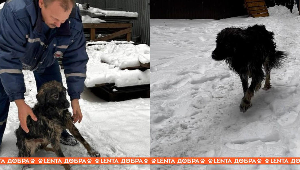 Собаку отогрели